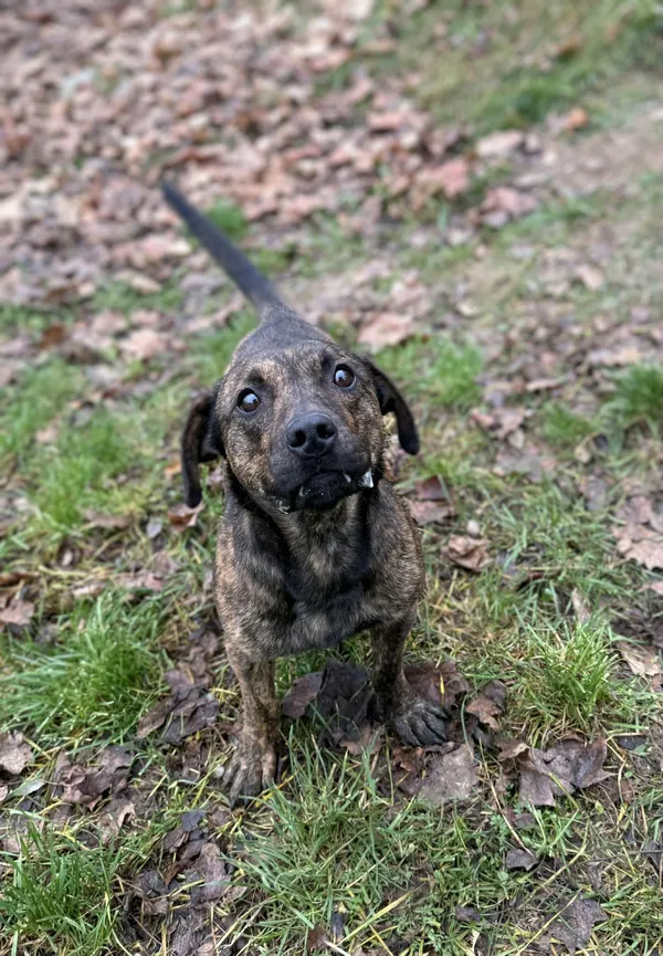 Pies do adopcji, Bydgoszcz, 21 listopada 2025 (2/5)