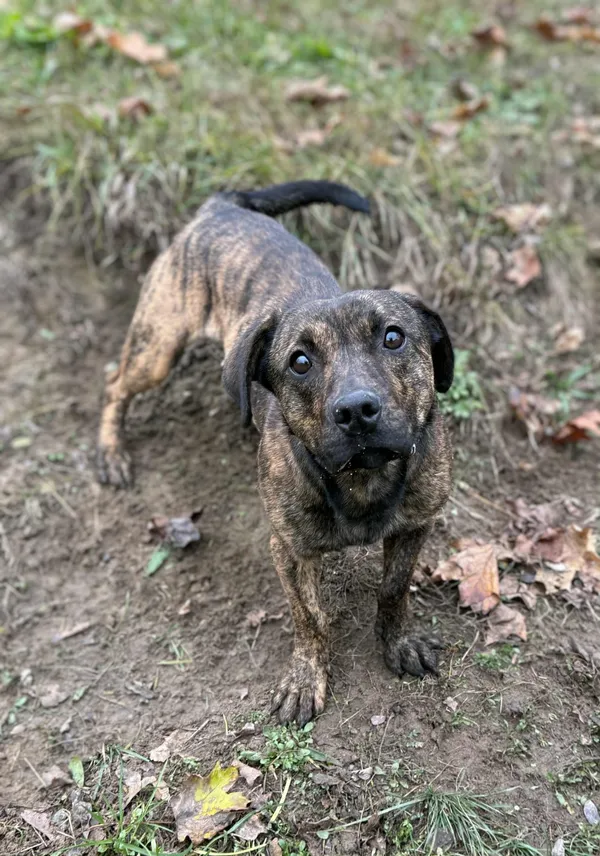 Pies do adopcji, Bydgoszcz, 21 listopada 2025 (3/5)