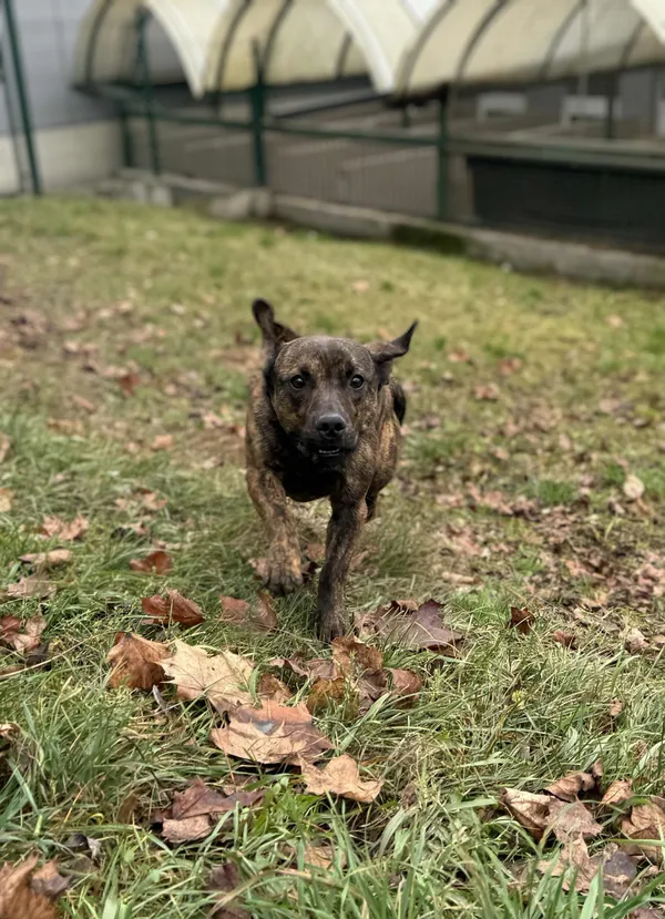 Pies do adopcji, Bydgoszcz, 21 listopada 2025 (4/5)