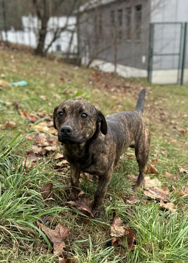 Pies do adopcji, Bydgoszcz, 21 listopada 2025 (5/5)