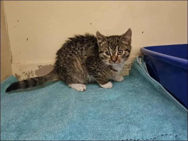 Znaleziono kota, Grudziądz, 22 listopada 2025