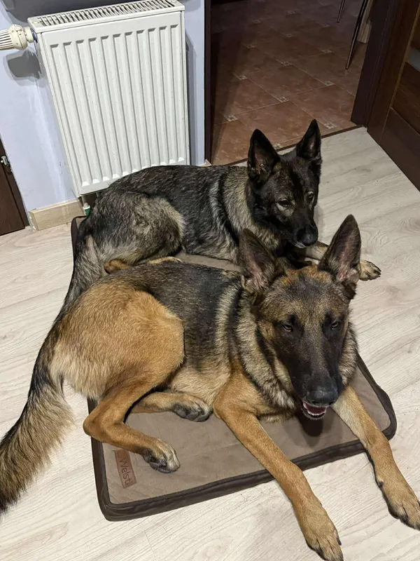 Zaginął pies, Bieniewice, 22 listopada 2025 (1/3)