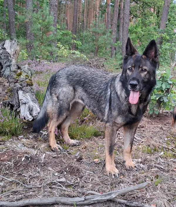 Zaginął pies, Bieniewice, 22 listopada 2025 (2/3)