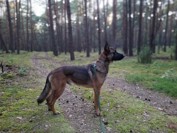 Zaginął pies, Bieniewice, 22 listopada 2025 (3/3)