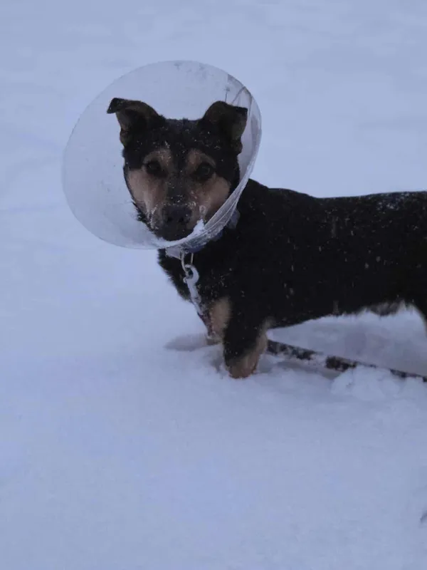 Pies do adopcji, Zgierz, 22 listopada 2025 (1/4)