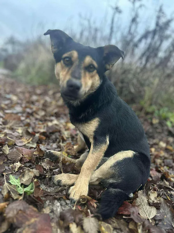 Pies do adopcji, Zgierz, 22 listopada 2025 (3/4)