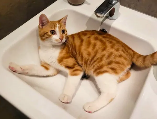 Zaginął kot, Łódź, 22 listopada 2025