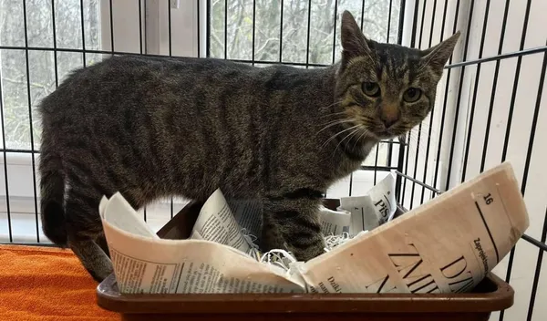 Znaleziono kota, Toruń, 21 listopada 2025