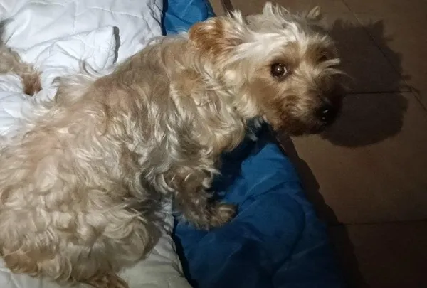 Znaleziono psa, Toruń, 20 listopada 2025