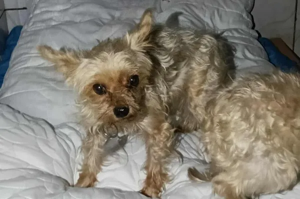 Znaleziono psa, Toruń, 20 listopada 2025