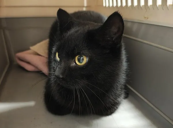 Znaleziono kota, Toruń, 20 listopada 2025