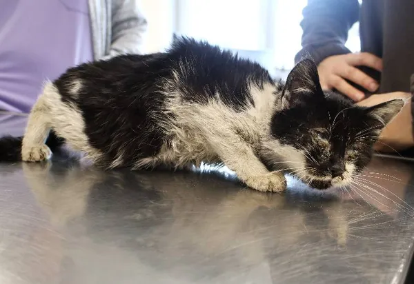 Znaleziono kota, Łódź, 21 listopada 2025 (1/2)