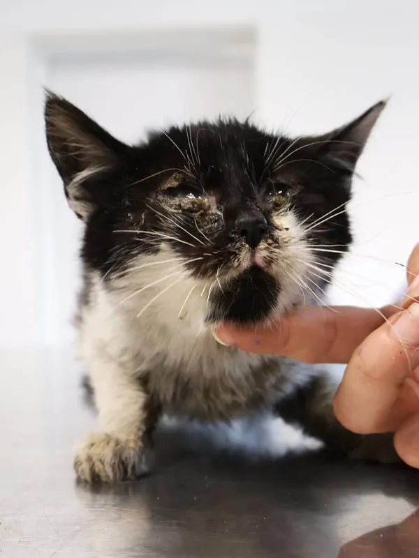 Znaleziono kota, Łódź, 21 listopada 2025 (2/2)