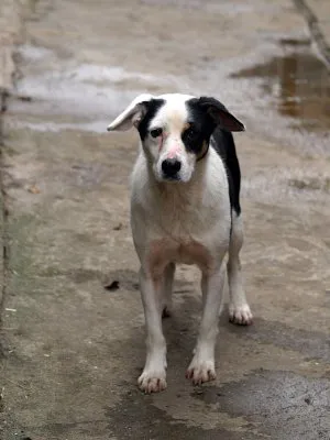 Pies do adopcji, Pabianice, 23 października 2025 (2/5)