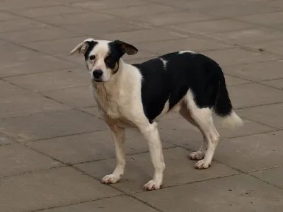 Pies do adopcji, Pabianice, 23 października 2025 (5/5)