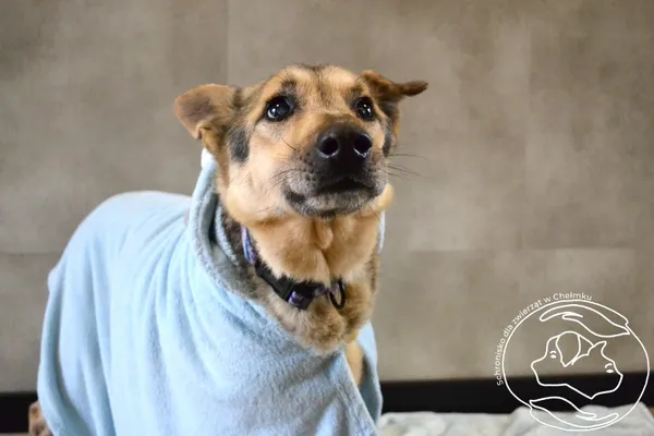 Pies do adopcji, Chełmek, 18 września 2025