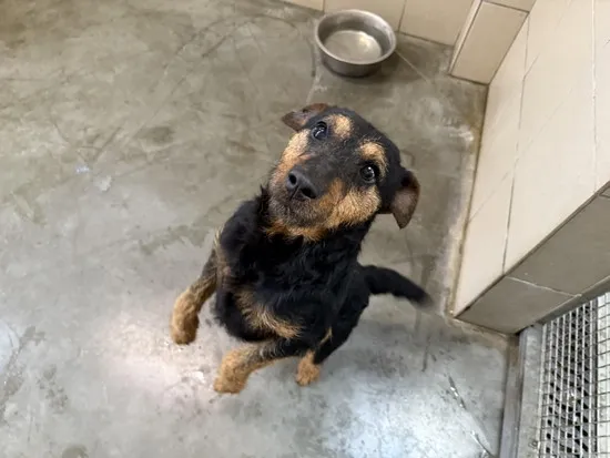 Pies do adopcji, Kraków, 7 listopada 2025