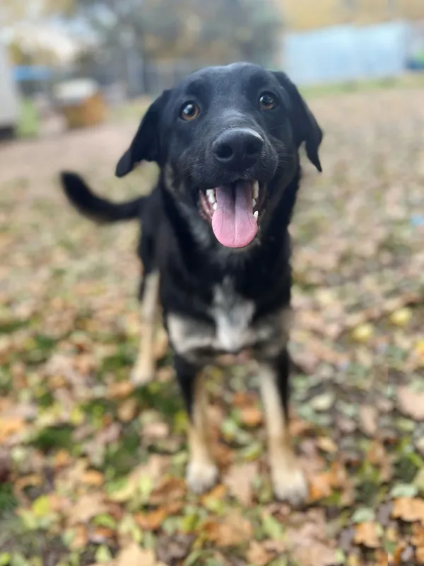 Oddam psa, Warszawa, Stare Bielany, 23 listopada 2025 (1/4)