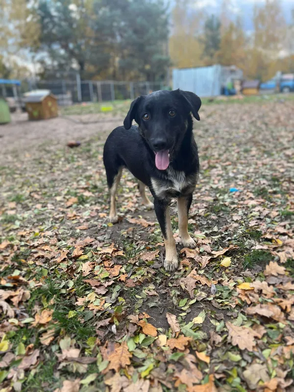 Oddam psa, Warszawa, Stare Bielany, 23 listopada 2025 (4/4)