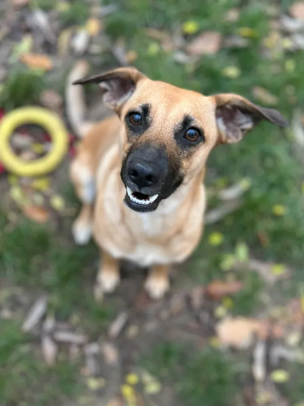 Oddam psa, Warszawa, Nowa Praga, 23 listopada 2025 (1/6)