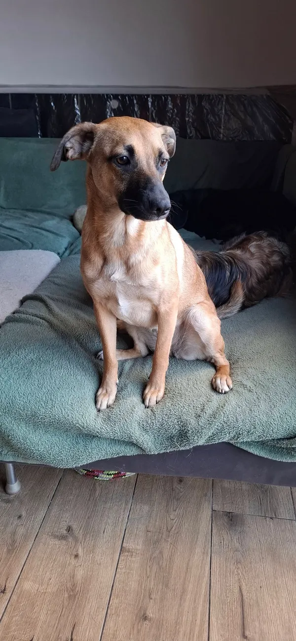 Oddam psa, Warszawa, Nowa Praga, 23 listopada 2025 (2/6)