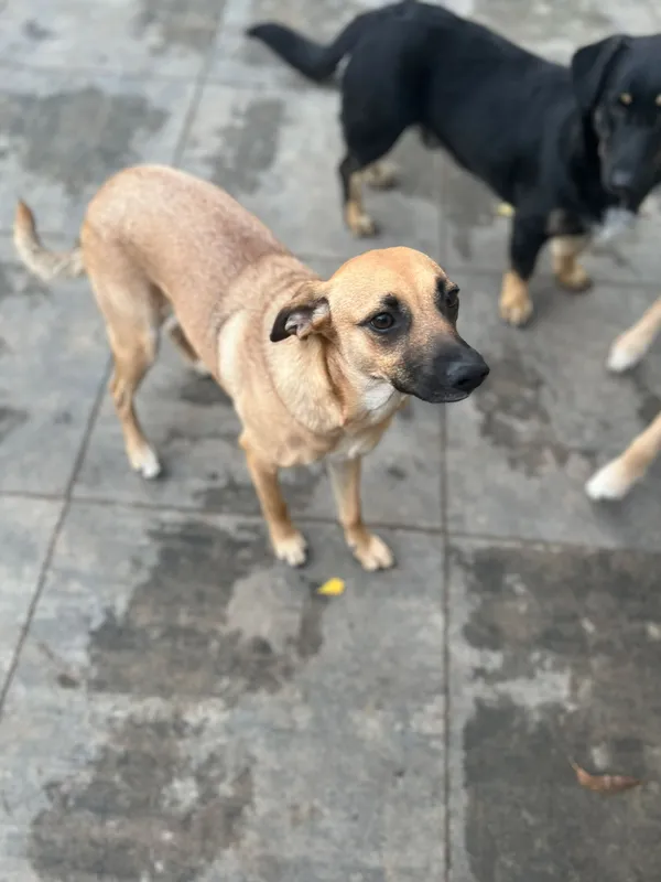 Oddam psa, Warszawa, Nowa Praga, 23 listopada 2025 (5/6)