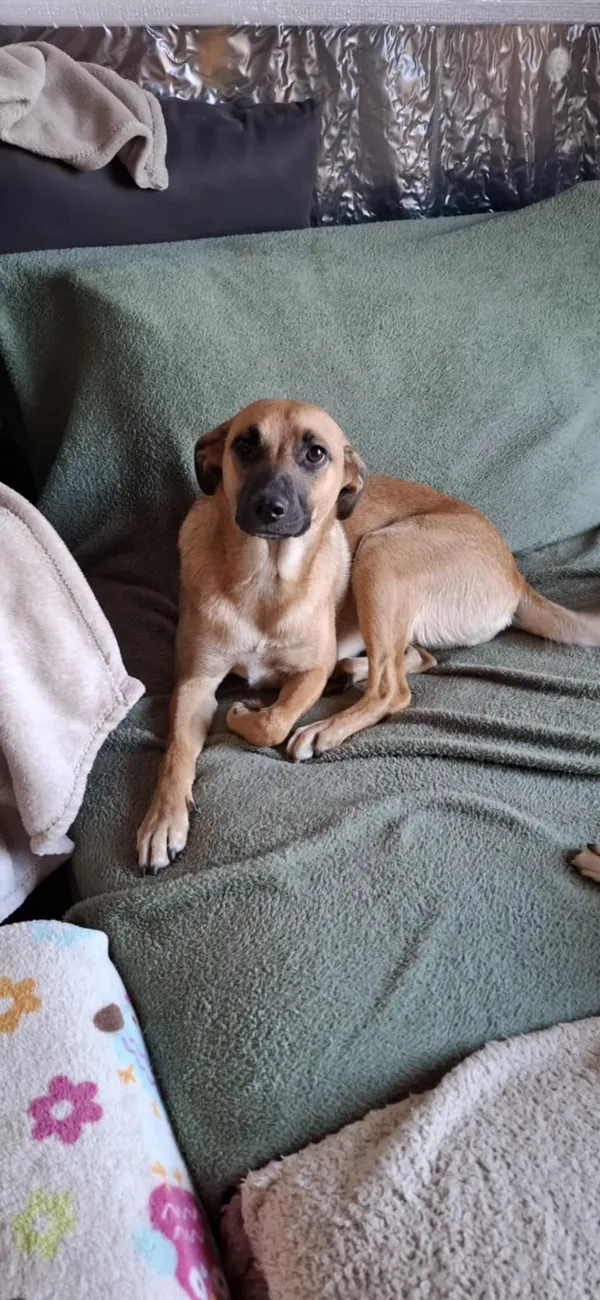 Oddam psa, Warszawa, Nowa Praga, 23 listopada 2025 (6/6)