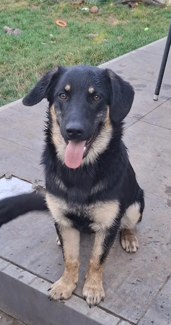 Oddam psa, Warszawa, Solec, 23 listopada 2025 (1/4)