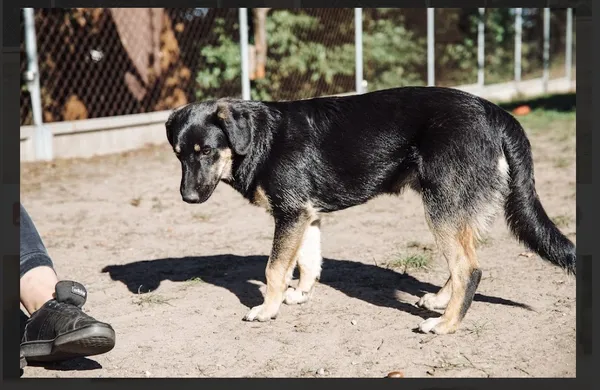 Oddam psa, Warszawa, Solec, 23 listopada 2025 (3/4)