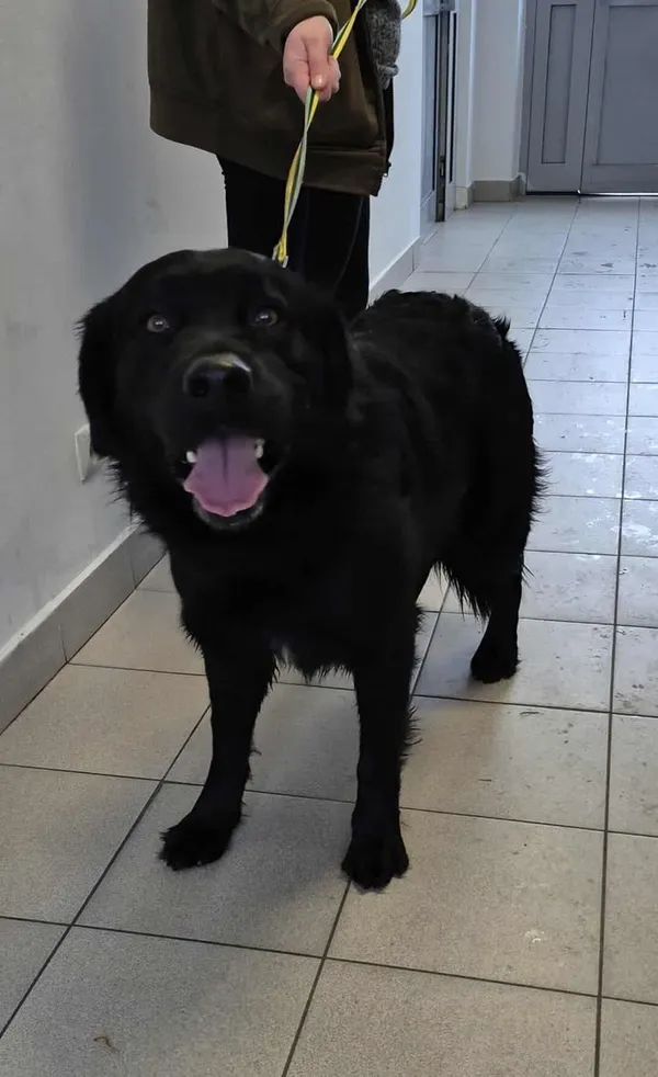 Znaleziono psa, Lublin, 23 listopada 2025