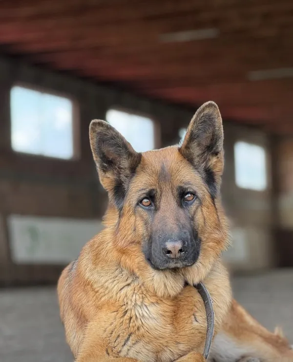 Zaginął pies, Niegardów-Kolonia, 23 listopada 2025 (1/6)