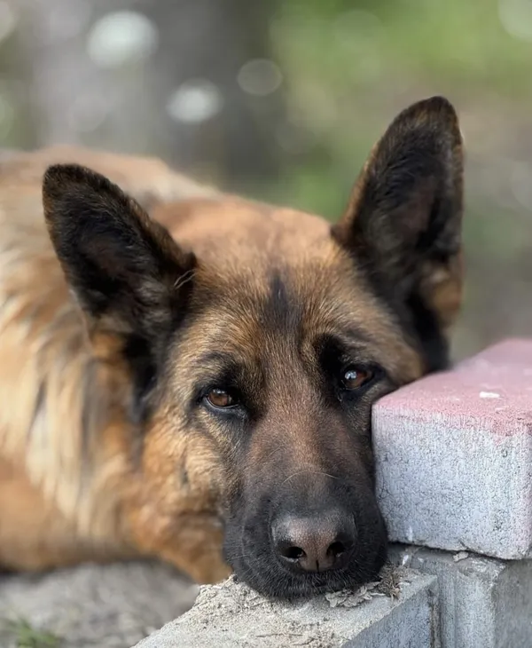 Zaginął pies, Niegardów-Kolonia, 23 listopada 2025 (2/6)