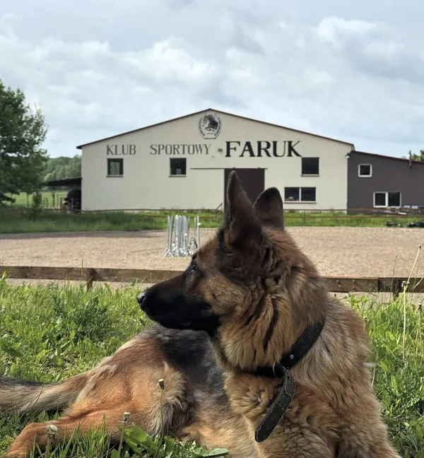 Zaginął pies, Niegardów-Kolonia, 23 listopada 2025 (3/6)