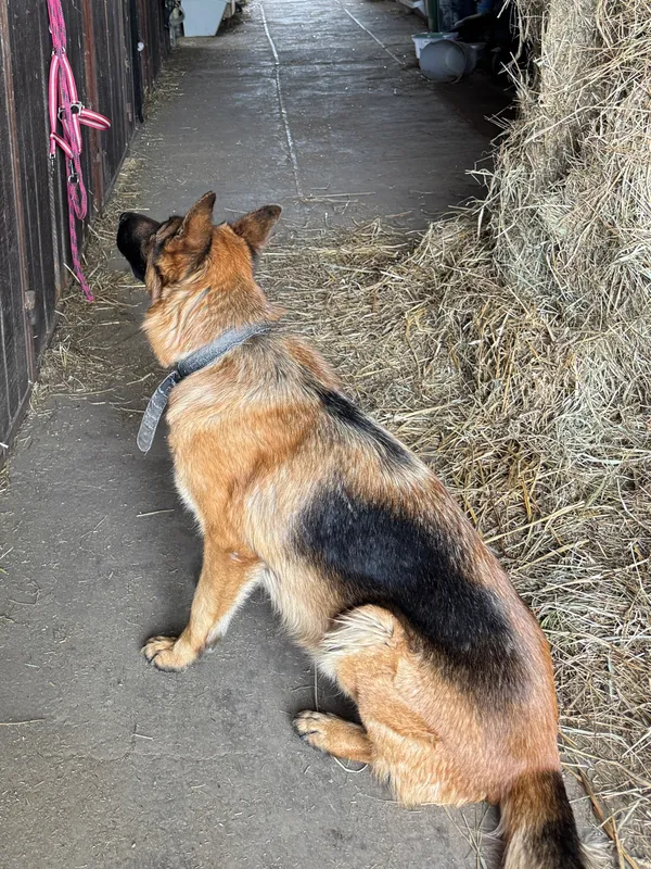 Zaginął pies, Niegardów-Kolonia, 23 listopada 2025 (6/6)