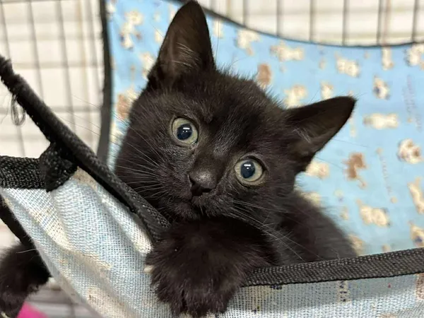 Kot do adopcji, Sosnowiec, 19 września 2025