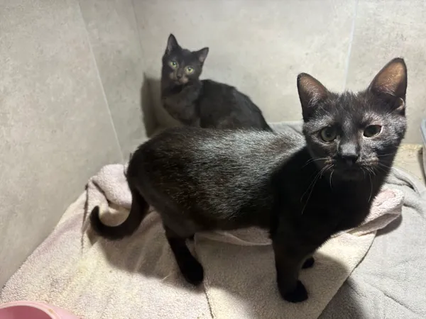 Kot do adopcji, Sosnowiec, 19 września 2025 (2/3)