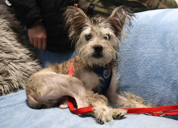 Znaleziono psa, Łódź, 22 listopada 2025 (1/4)