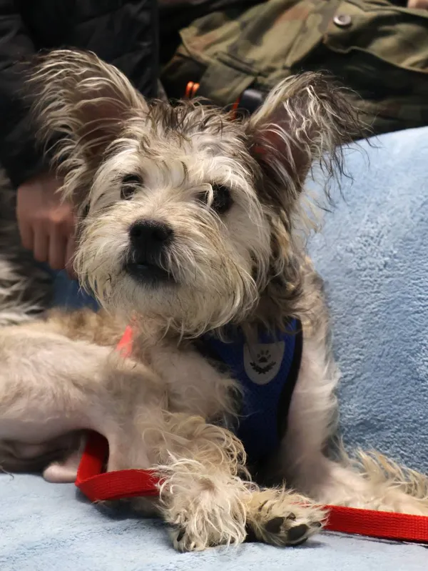 Znaleziono psa, Łódź, 22 listopada 2025 (2/4)