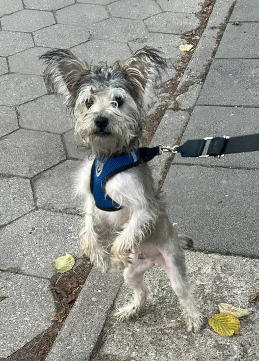 Znaleziono psa, Łódź, 22 listopada 2025 (3/4)