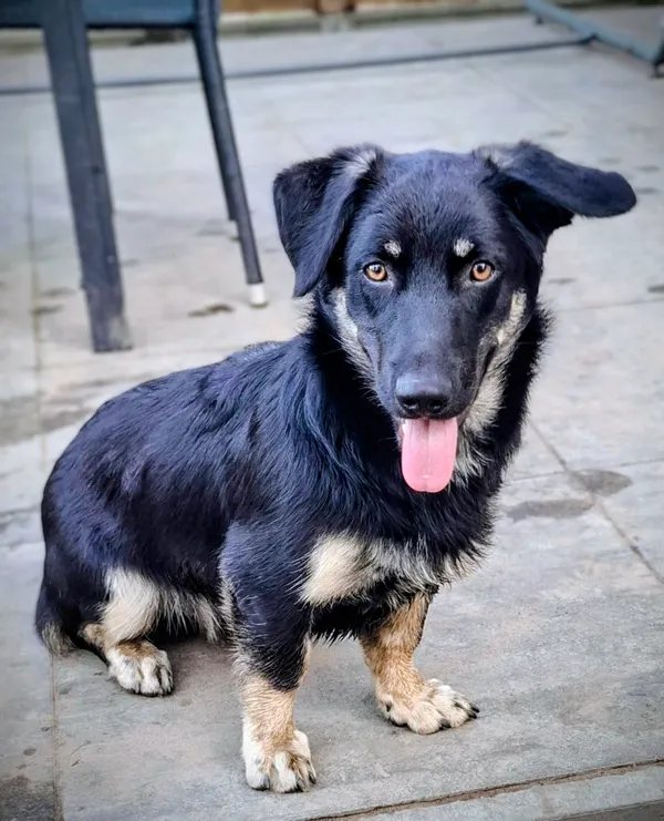 Oddam psa, Warszawa, Wierzbno, 23 listopada 2025 (1/4)