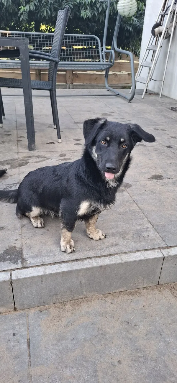 Oddam psa, Warszawa, Wierzbno, 23 listopada 2025 (3/4)