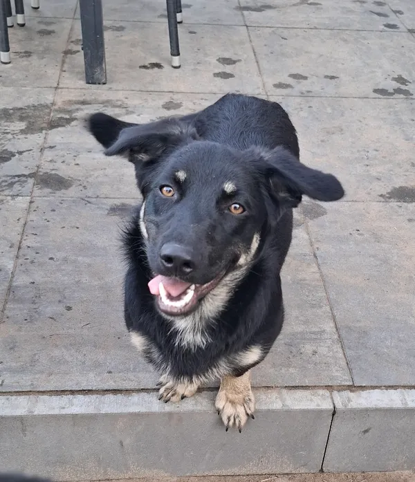 Oddam psa, Warszawa, Wierzbno, 23 listopada 2025 (4/4)