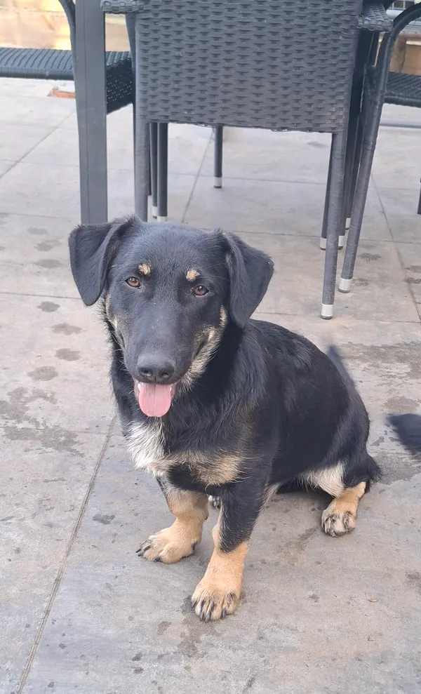 Oddam psa, Warszawa, Skarpa Powsińska, 23 listopada 2025 (1/4)