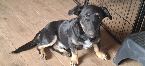 Oddam psa, Warszawa, Skarpa Powsińska, 23 listopada 2025 (2/4)