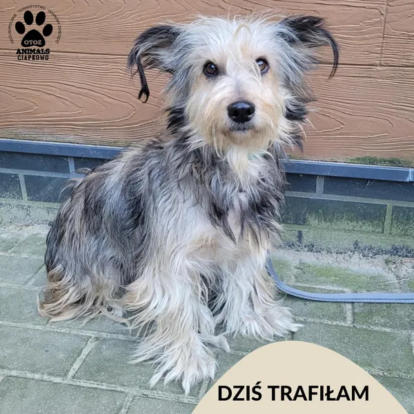 Znaleziono psa, Gdynia, 22 listopada 2025