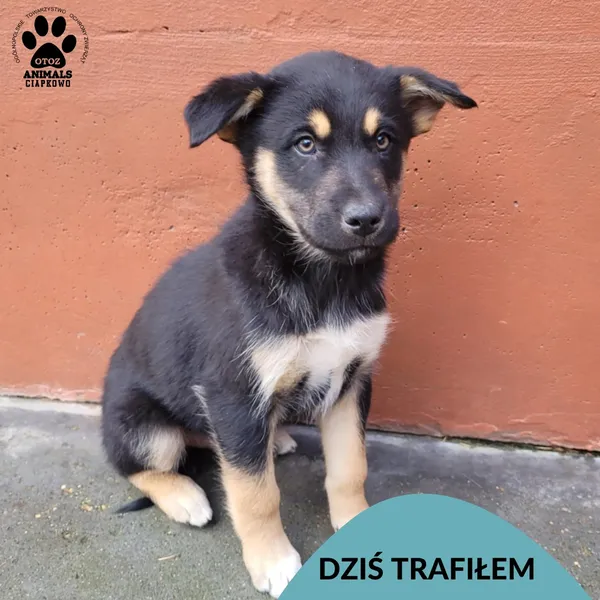 Znaleziono psa, Gdynia, 18 listopada 2025