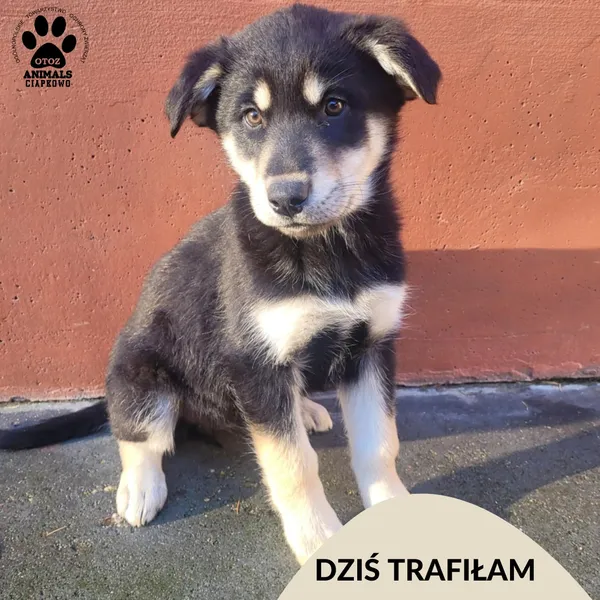 Znaleziono psa, Gdynia, 18 listopada 2025