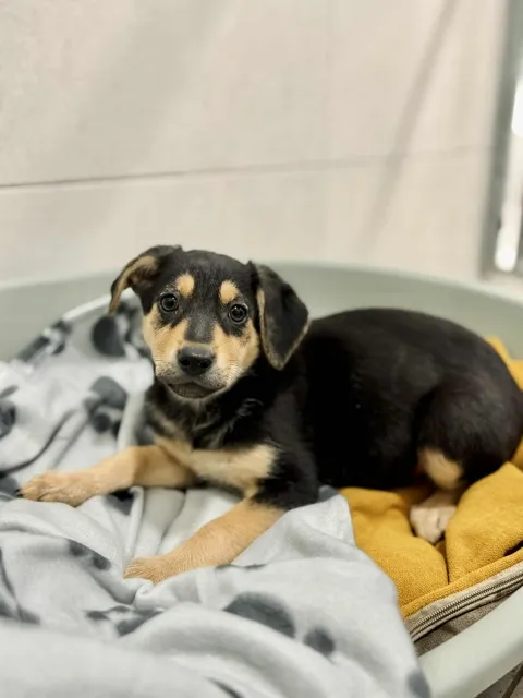 Pies do adopcji, Piła, 22 października 2025 (1/4)