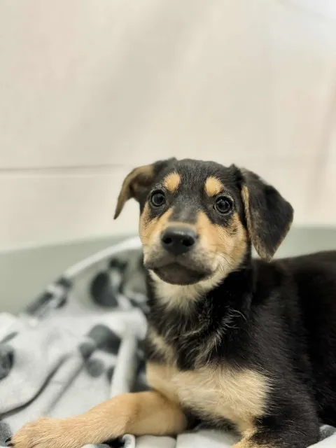 Pies do adopcji, Piła, 22 października 2025 (2/4)