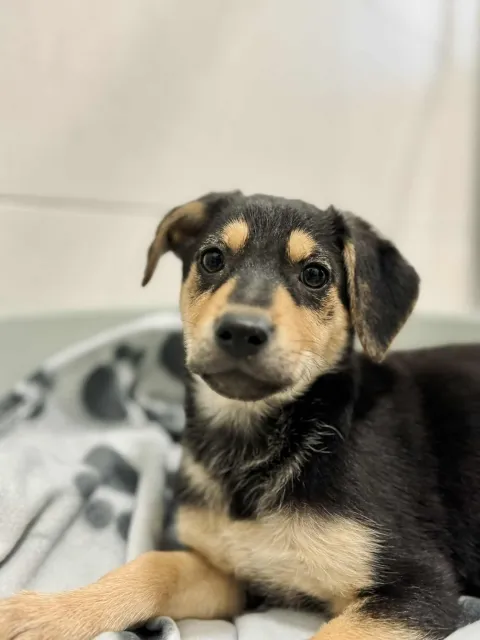 Pies do adopcji, Piła, 22 października 2025 (3/4)